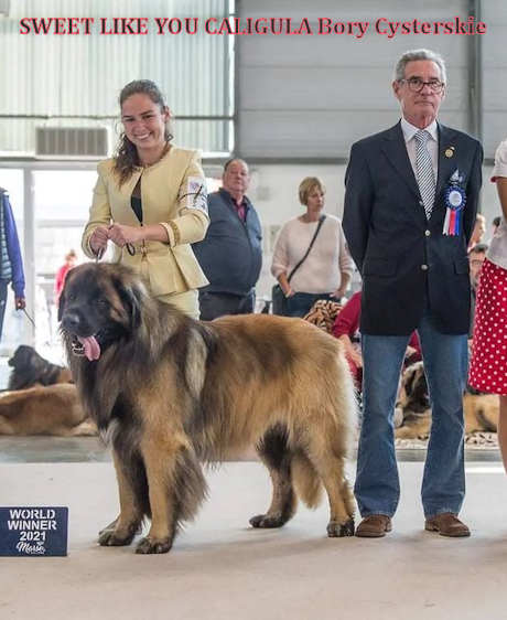 Leonberger fci clearance